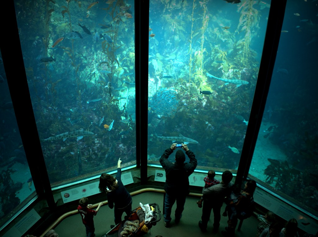 Monterey Bay Aquarium Kelp Forest